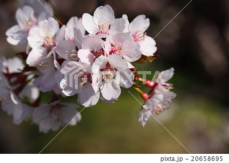 日本で最も遅く咲く千島桜 日本で最も遅く咲く千島桜 20658695