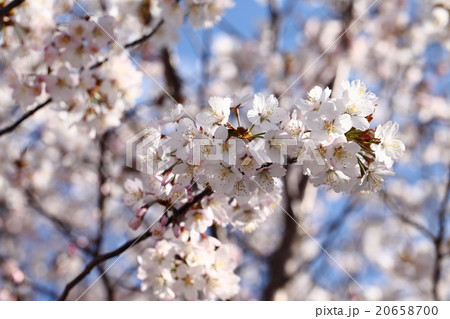 日本で最も遅く咲く千島桜 日本で最も遅く咲く千島桜 20658700
