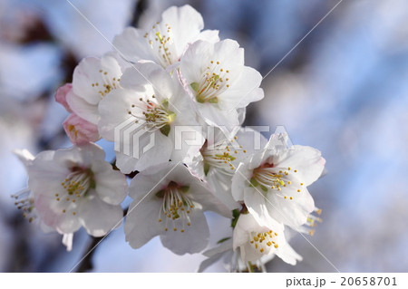 日本で最も遅く咲く千島桜 20658701