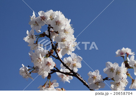 青空に映える千島桜 青空に映える千島桜 20658704