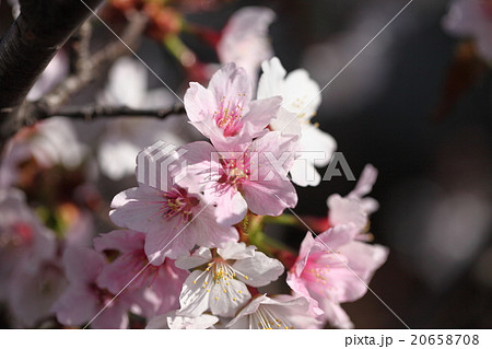 日本で最も遅く咲く千島桜 20658708