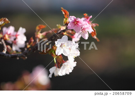 日本で最も遅く咲く千島桜 20658709