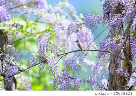 キビタキ4 20658823