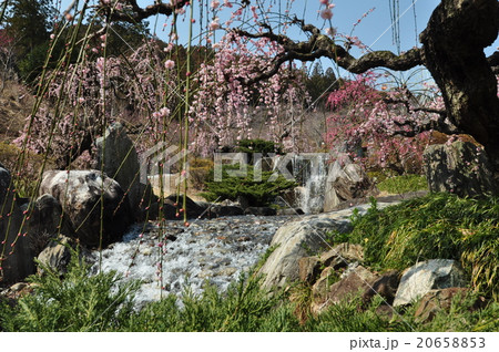 昇竜しだれ梅 20658853