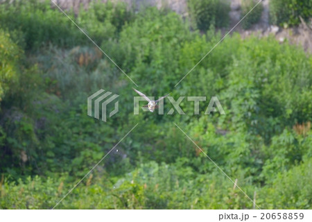 ハヤブサ3 20658859