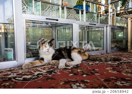 賽銭箱を守る猫 20658942