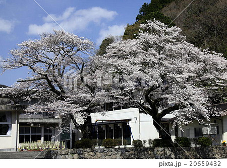 小学校の桜 小学校の桜 20659432