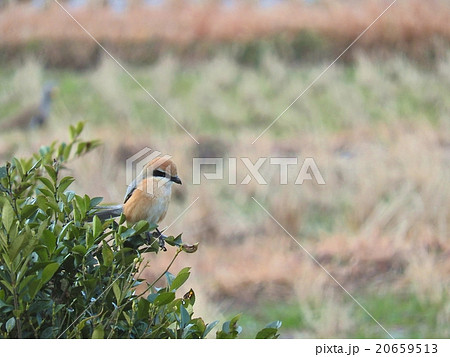 モズの雄 ( 2016年2月冬 愛知県春日井市 ) モズの雄 ( 2016年2月冬 愛知県春日井市 ) 20659513
