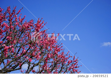 早春・青空に伸びる紅梅 早春・青空に伸びる紅梅 20659521