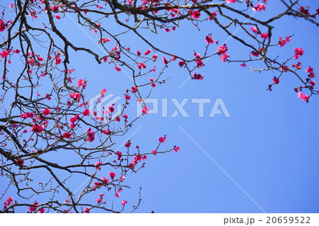 早春・青空に伸びる紅梅 早春・青空に伸びる紅梅 20659522