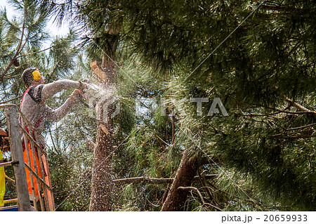 professional lumberjack cuts trunks professional lumberjack cuts trunks 20659933