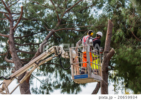 professional lumberjack cuts trunks professional lumberjack cuts trunks 20659934