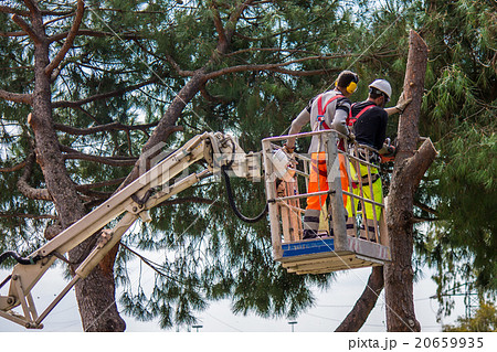 professional lumberjack cuts trunks professional lumberjack cuts trunks 20659935