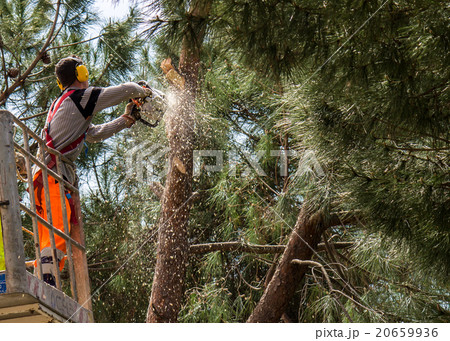 Professional lumberjack cuts trunks Professional lumberjack cuts trunks 20659936