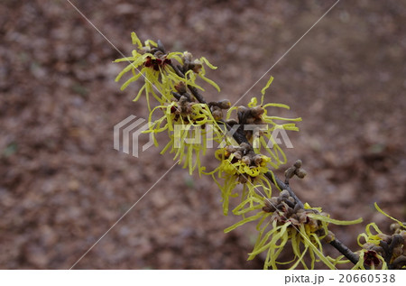 まんさく 20660538