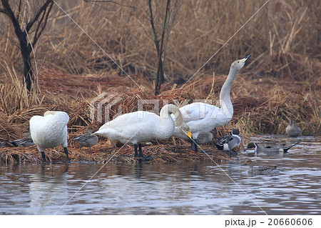 菅生沼のオオハクチョウ 20660606