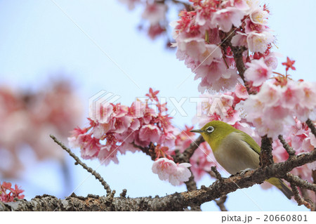 熱海桜にとまるメジロ　その１ 20660801