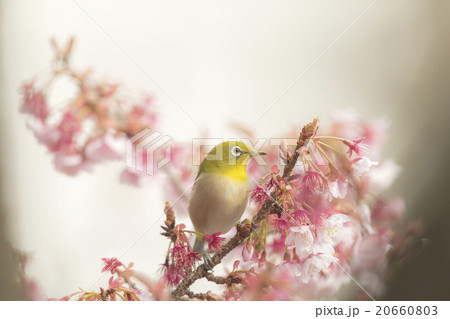 熱海桜にとまるメジロ　その３ 20660803