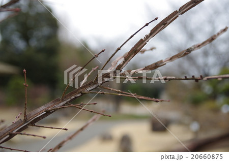 ニシキギ 20660875