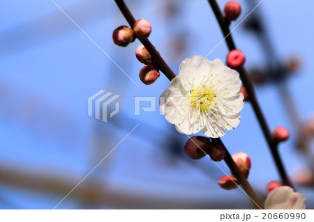 梅の花（内裏） 20660990