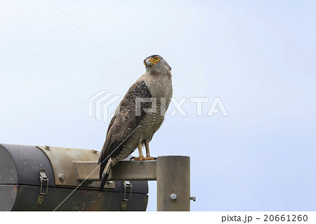 街灯に泊まるカンムリワシ その1 街灯に泊まるカンムリワシ その1 20661260
