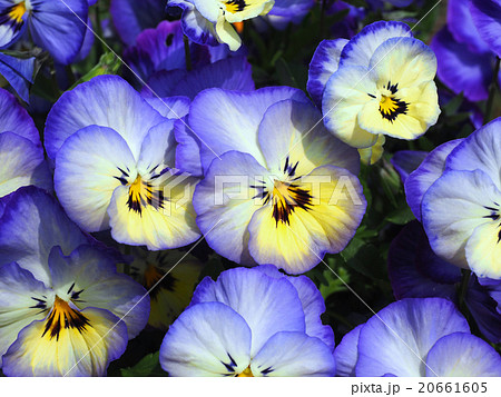 淡い青のパンジーの写真素材 淡い青のパンジーの写真素材