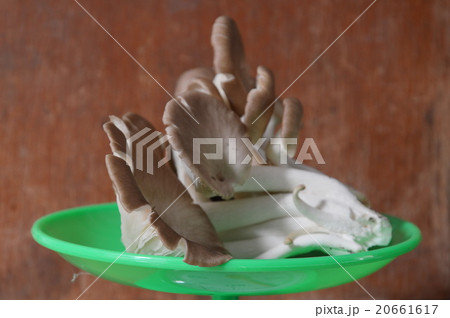 Indian oyster mushroom on weighing scale 20661617