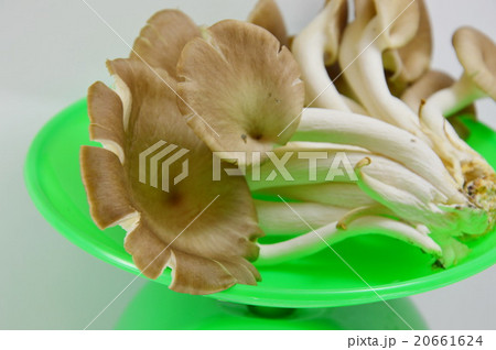 Indian oyster mushroom on weighing scale 20661624