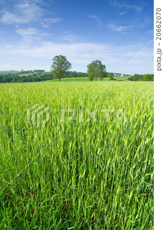 Early morning over the fields of grain Early morning over the fields of grain 20662070