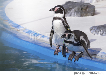 動物園のペンギン 動物園のペンギン 20662656