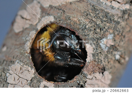 巣で休むクマバチ 20662663