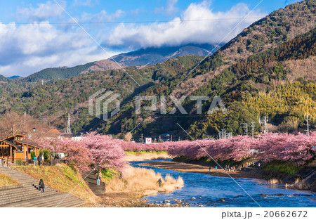 静岡県 河津桜 静岡県 河津桜 20662672