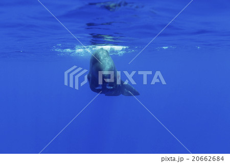 向かってくるマッコウクジラの子ども 20662684