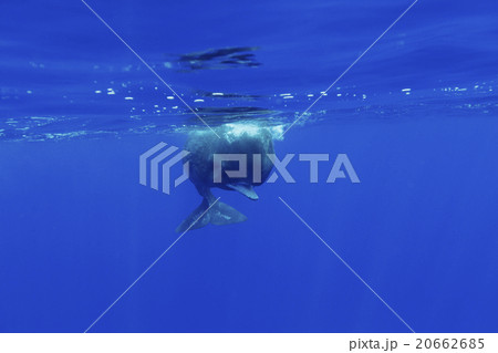 向かってくるマッコウクジラの子ども 向かってくるマッコウクジラの子ども 20662685