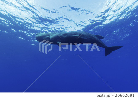 2頭の子どものマッコウクジラ 2頭の子どものマッコウクジラ 20662691