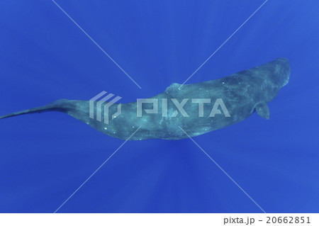 マッコウクジラ 20662851