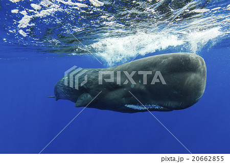 マッコウクジラ 20662855