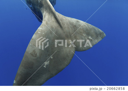 マッコウクジラの尾びれ マッコウクジラの尾びれ 20662858