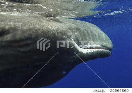 マッコウクジラの顔 マッコウクジラの顔 20662860