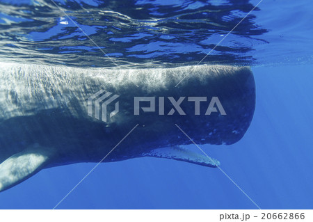 口を開けるマッコウクジラ 口を開けるマッコウクジラ 20662866
