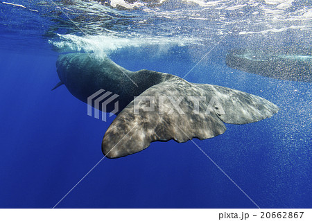 マッコウクジラの尾びれの写真素材