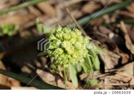ふきのとう ふきのとう 20663039