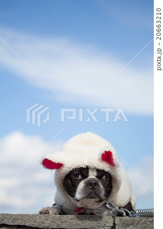 もこもこなボストンテリア 20663210