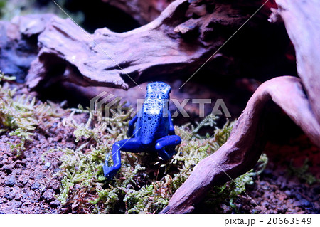 青いカエル 20663549