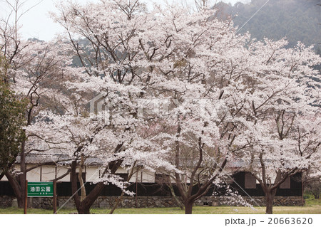 三重県　油田公園の桜 20663620