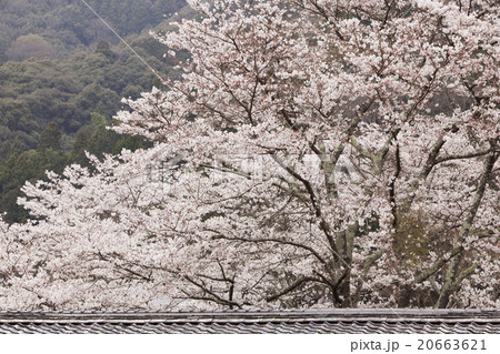 桜のある風景 20663621