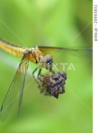 ハラビロトンボのメス 20663831