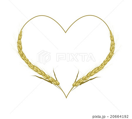Golden Color of Wheat in A Heart Shape 20664192