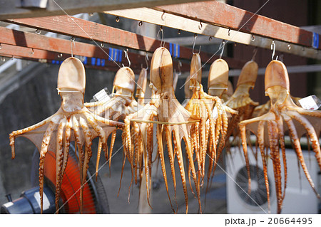 日間賀島のタコの干物の写真素材