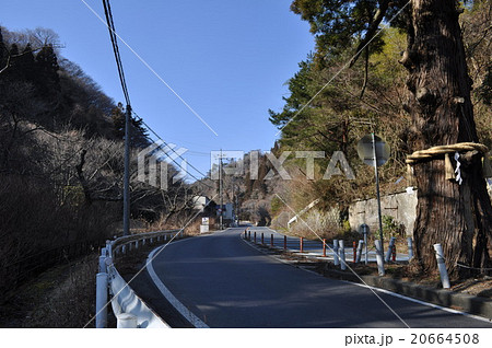 本山の一本杉の写真 20664508